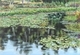 Beaver Lake Lily Pond 2